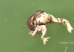 [포토뉴스]완연한 봄 .....두꺼비와 개구리 의 이색사랑