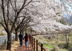 봉화는 지금 벚꽃천지…물야저수지 주변 늦은 연분홍 꽃비 내려