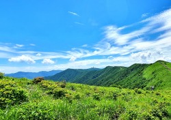 천상의 화원…소백산국립공원 여름 야생화 활짝