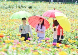 '산소카페 청송정원' 관광명소로 자리매김…추석 연휴 8000명 방문