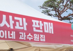 이태원참사 애도…영주 사과축제 공연 등 각종 행사 취소, 홍보·판매만 진행