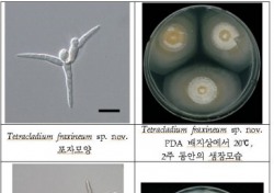 국립낙동강생물자원관, 희귀 수생균류 신종 2종 발견