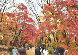 [포토뉴스]눈길 가는 곳마다 감탄이 절로…경주보문관광단지 울긋불긋 오색단풍으로 물들다