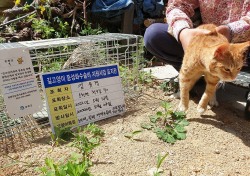 봉화군, 길고양이 중성화 사업추진…수술비 지원