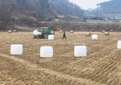 천정부지 가격 오른  생볏집 곤포사일리지 작업한창