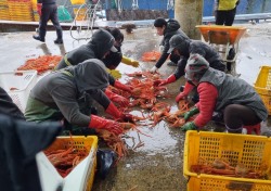 [포토뉴스]대게의 고장 강구항 '영덕대게'로 활기