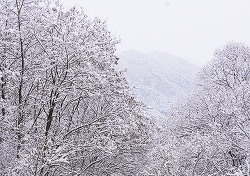 [포토뉴스]우수앞둔 백두대간수목원 순백의 세상 …봉화의 겨울왕국