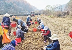 외국인 계절근로자 영주 들녘 일손 해결한다…'가뭄속 단비'