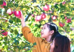 ‘영주 사과축제’ 새 이름 지어주세요…전국민 대상 명칭 변경 공모