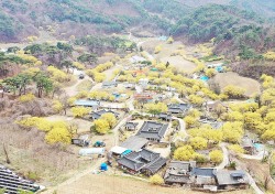 [특집]노란봄빛 물든 봉화 띠띠미 산골마을…수령 100년 산수유 꽃 물결 넘실