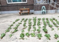 은밀하게 재배되는 양귀비·대마 단속 고삐 조인다