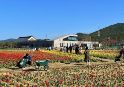 [포토뉴스]안동포타운 튤립 축제, 주말 간 7,700여 명 나들이