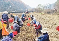 외국인 계절근로자 예천 들녘 일손 해결한다…'가뭄속 단비’