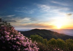 연분홍 꽃물결 '넘실'…올해 영주 소백산철쭉제 서천둔치·소백산 정상 장소 이원화