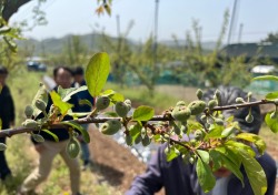 경주시, 이상기온 농작물 피해 농가 특별 지원책 마련