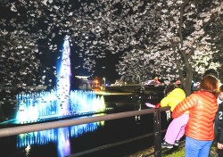 연분홍 벚꽃세상서 '호사를‘…의성군 '남대천 벚꽃축제' 열려