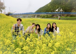 [포토뉴스]화양읍 청도천변, 노란빛 유채꽃에 물들다