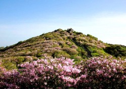 ‘연분홍 꽃물결의 향연…영주 소백산 철쭉제 25일 개막