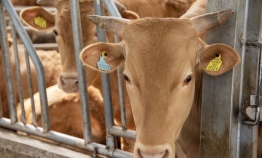 [Herald Interview] Investing in cows: how it works, where it's headed
