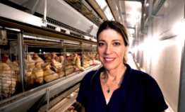 Israeli startup aims to end chick culling