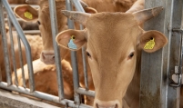 [Herald Interview] Investing in cows: how it works, where it's headed