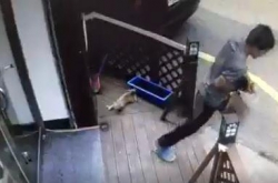 Man gets fined for brutally killing stray cat