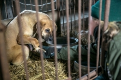 [Video] Inside dog farm in Korea