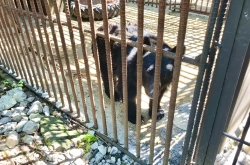 Bile farm bears get reprieve, but remain locked up