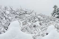 Unseasonal snowfall covers mountains in Gangwon Province
