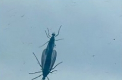 Lovebug outbreak hits northwestern Seoul