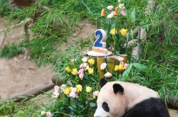 Thousands apply for one-time gig for panda's birthday