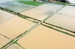 Monsoon rain ravages farms, kills livestock