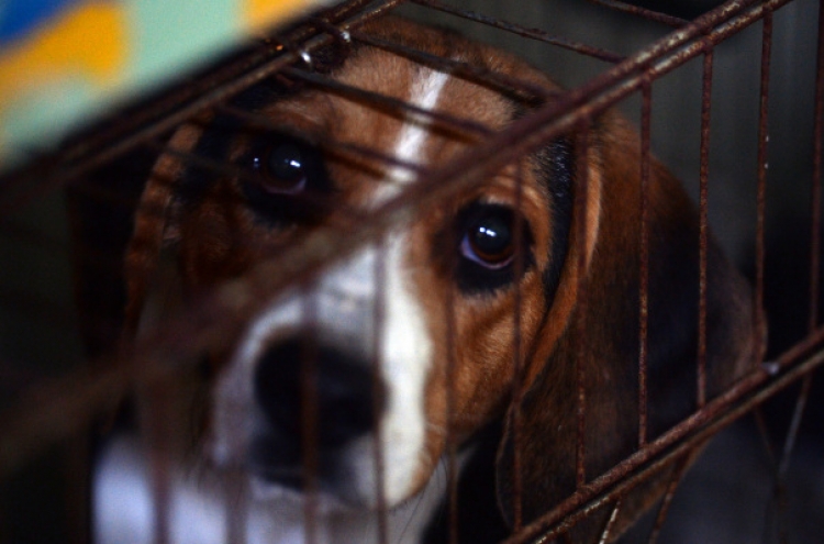 [Weekender] Homeless animals in Korea: Finding homes for those who fall through the cracks