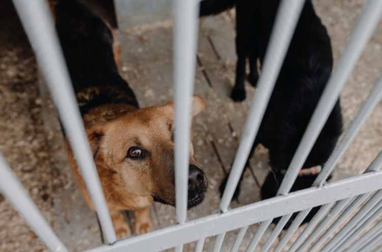 Alert of 70 'fierce dogs' on loose in Daejeon turns out to be just 2