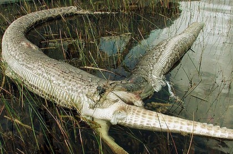 Giant pregnant Burmese python caught in Florida