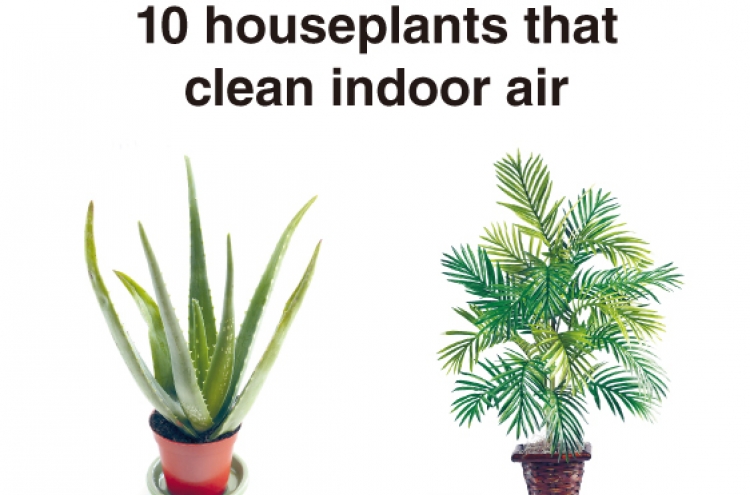 10 air-purifying houseplants
