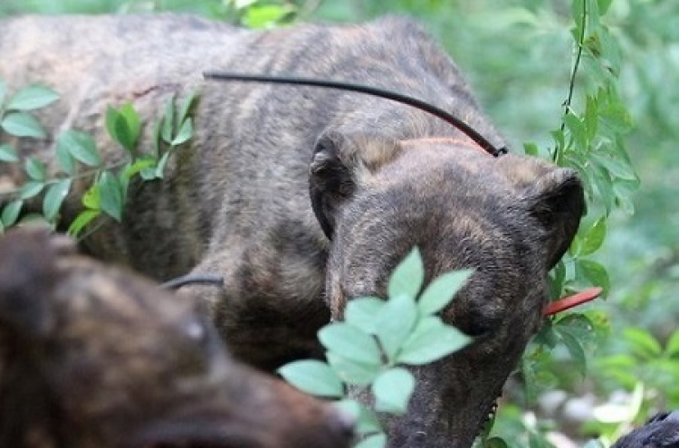 Korea to expand project keeping wild boars from threatening residents