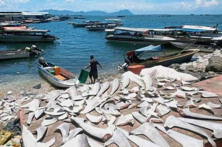 More calls for shark hunting ban after photo of fins on jetty surfaces