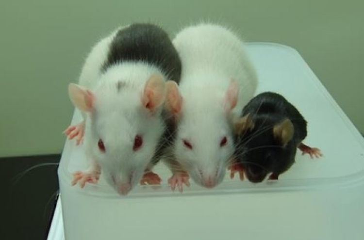 Scientists discover method to identify 'gambling rats'