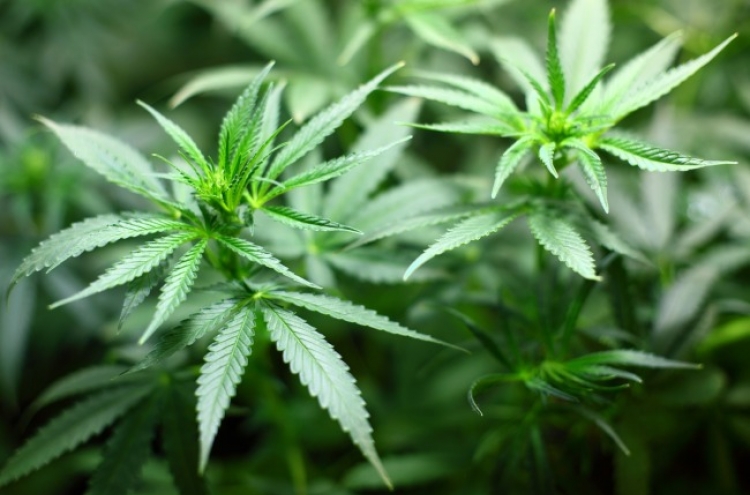 Korea to import medical marijuana starting early next year