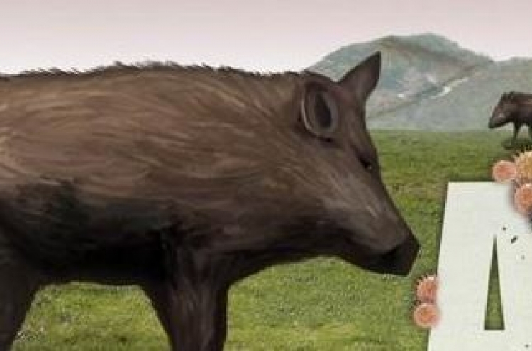 Korea reports 19 more wild boars infected with African swine fever