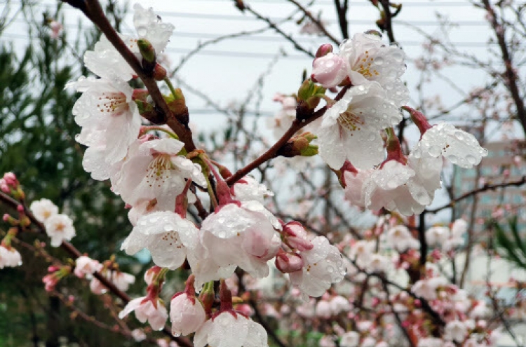 Seoul observes record early cherry blooming