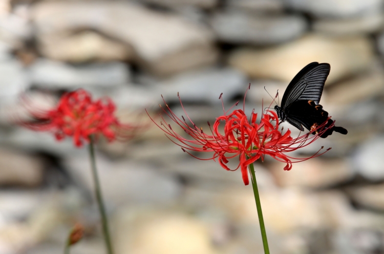 [Photo News] Swallowtail Butterflies Welcome Autumn