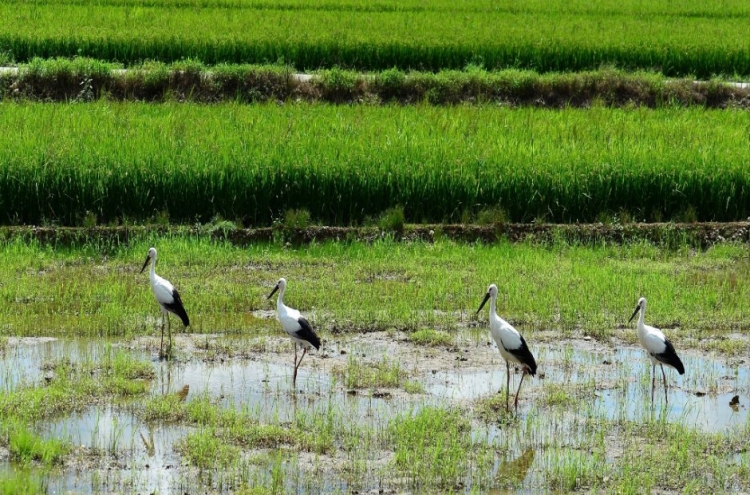 Once extinct oriental white storks return to farmland