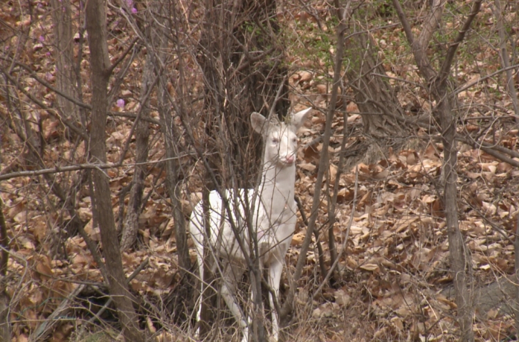 Rare white roe deer spotted