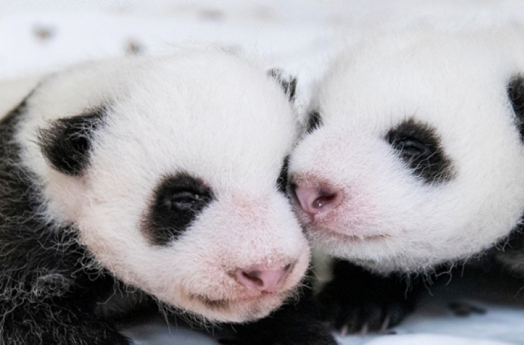 Enter the contest to name Everland's newborn panda twins