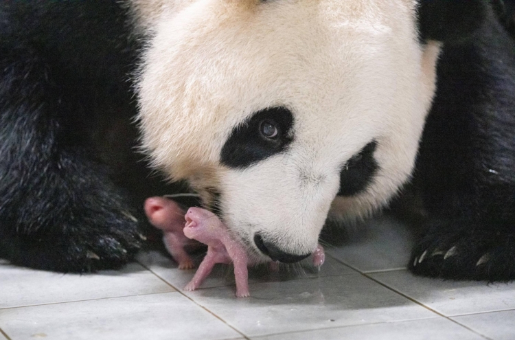 Photo of Fu Bao's baby twin sisters’ birth selected for Time's Top 100 Photos of 2023