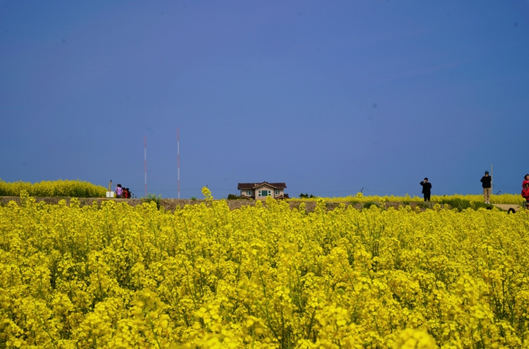 [Photo News] Pohang’s fields of canola flowers