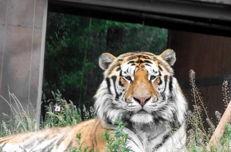 Another endangered Siberian tiger dies at Seoul Zoo