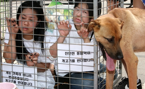 Should dog meat be banned?